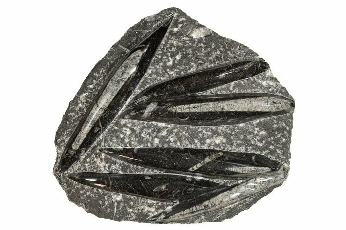 Polished Fossil Orthoceras (Cephalopod) Plate - Morocco #341353